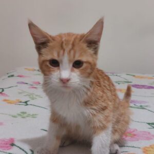 واگذاری گربه سه ماه رها شده در بومهن