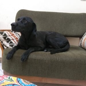 سگ زیبای نژاد لابرادور