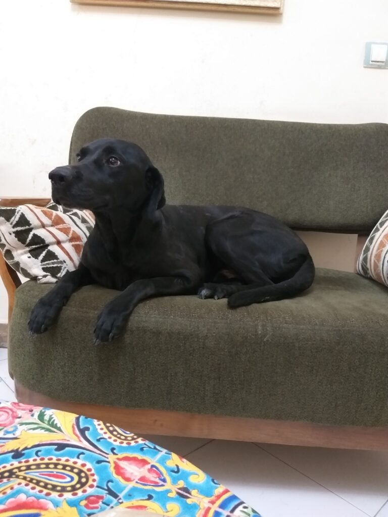 سگ زیبای نژاد لابرادور