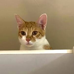 مخمل زیبا و مهربون