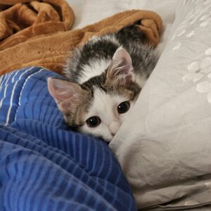 واگذاری بچه گربه ۳ماهه