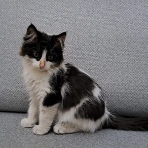 بچه گربه تاکسیدو بغلی