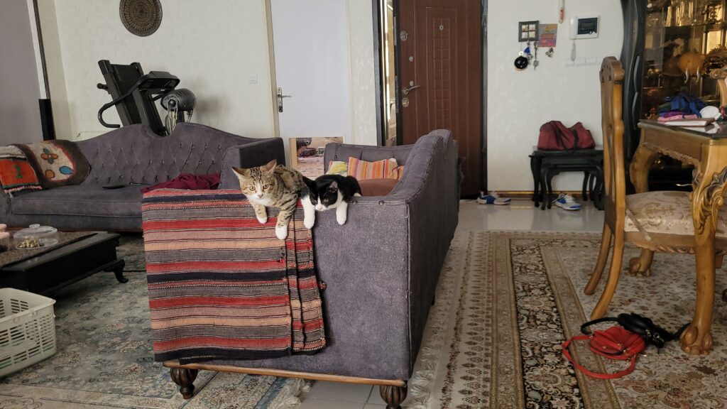 گربه سالم و مهربون واگذاری