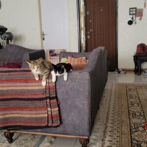 گربه سالم و مهربون واگذاری