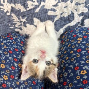 دختر گوگولي