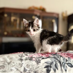 بچه گربه یک ماهه و نیمه