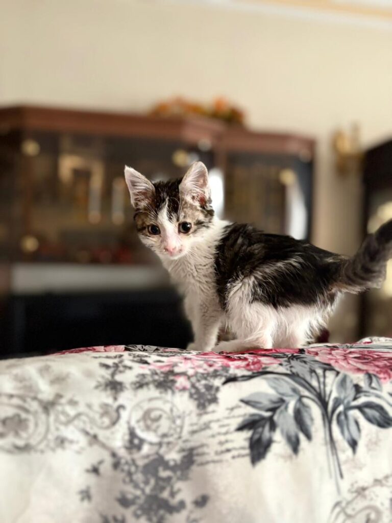 بچه گربه یک ماهه و نیمه