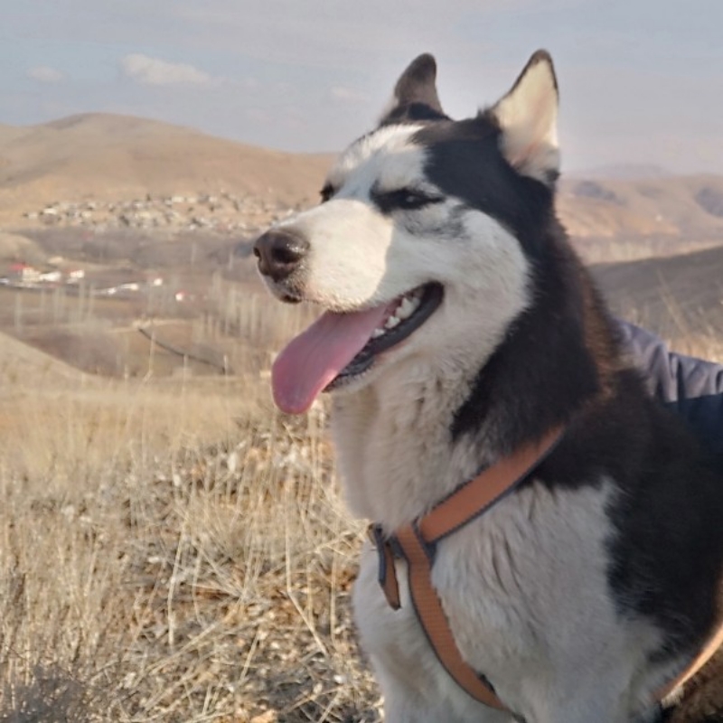 هاسکی نر اصیل برای جفت گیری