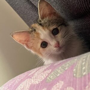 خرگربه مهربون