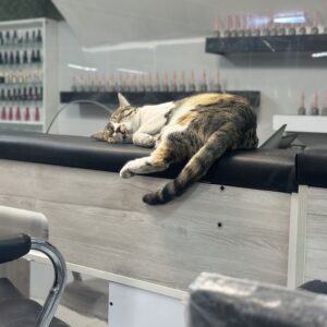 واگذاری مهربون ترین گربه دنیا