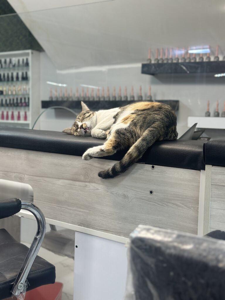 واگذاری مهربون ترین گربه دنیا