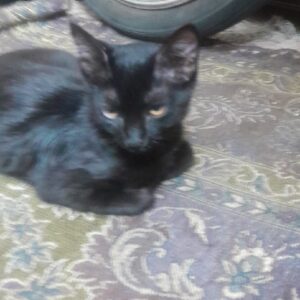 واگذاری فوری ویلا رهاسازی میشه