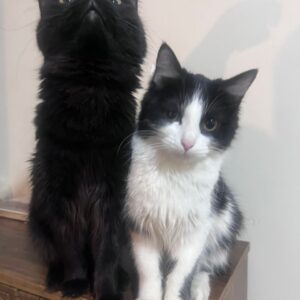 ۴ تا خواهر برادر گوگولی