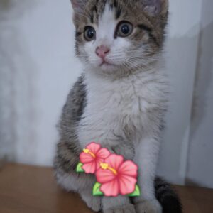 گربه Dshماده دوماهه بسیار آروم و مهربون