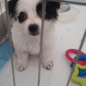 پامر اشپیتز ۳ ماهه