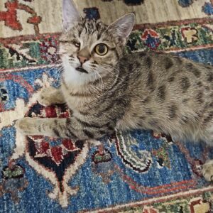 واگذاری گربه دی اس اچ