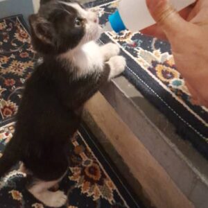 بچه گربه تاکسیدو