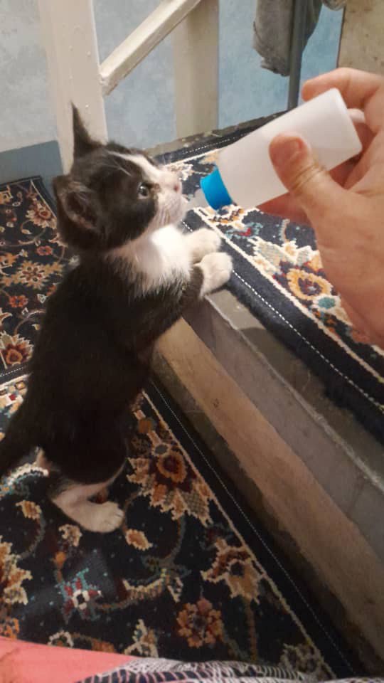 بچه گربه تاکسیدو