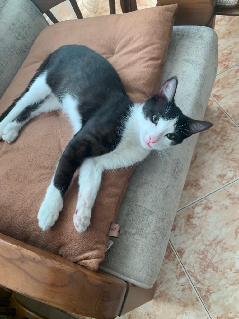 نر ناز نازی