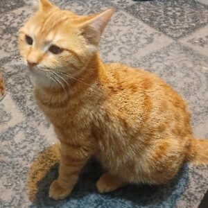 گربه جنجیر یا نارنجی سفید