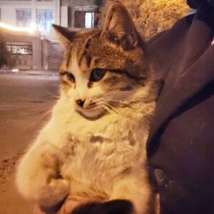 سرپرست برای گربه dsh