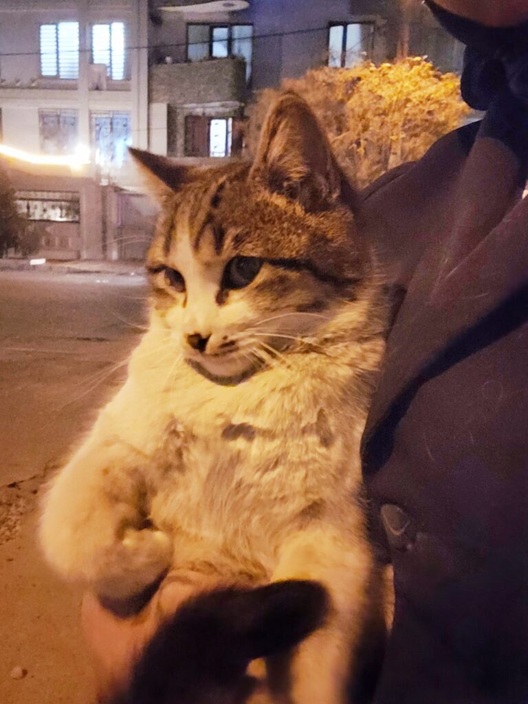 سرپرست برای گربه dsh