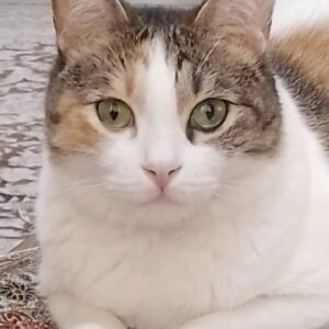 این دختر مهربون به سرپرست دائم نیاز داره