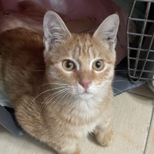 واگذاری گربه