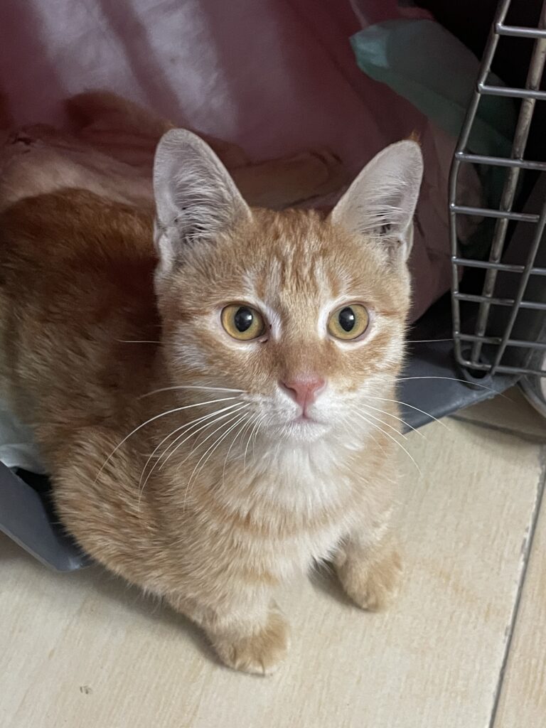 واگذاری گربه