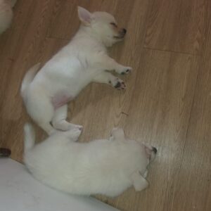 واگذاری رایگان توله پامرانین ژرمن اشپیتز فقط هزینه واکسیناسیونش باشماست