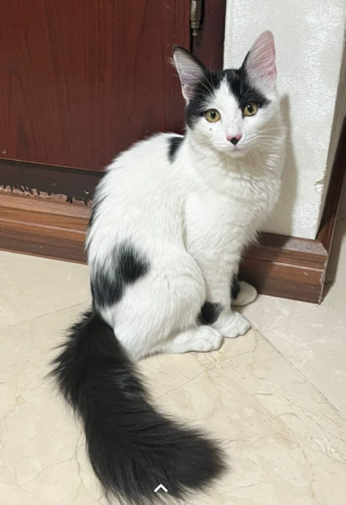 واگذاری گربه