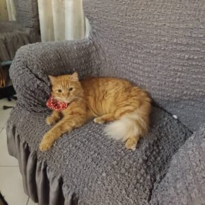 واگذاری گربه رایگان