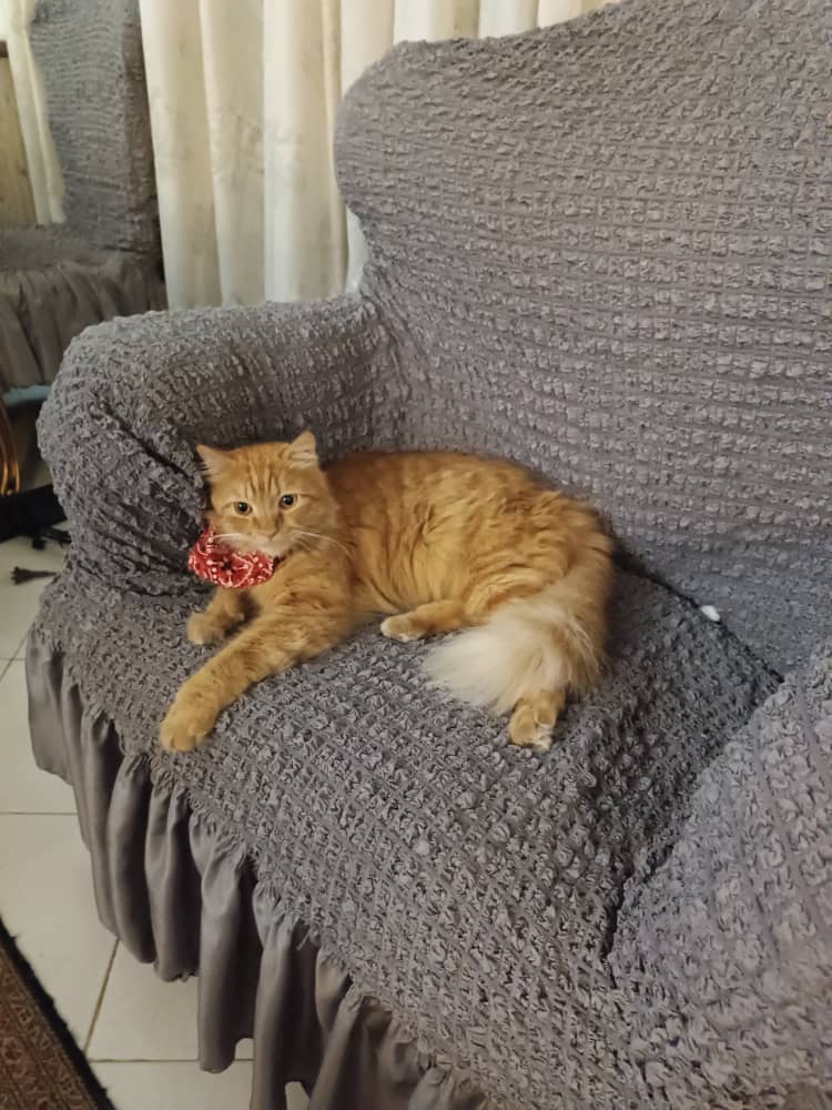 واگذاری گربه رایگان