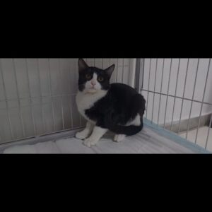 واگذاری بچه گربه ی بغلی و ملوس