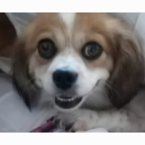 واگذاری سگ میکس اشپیتز ماده عقیم شده یکساله