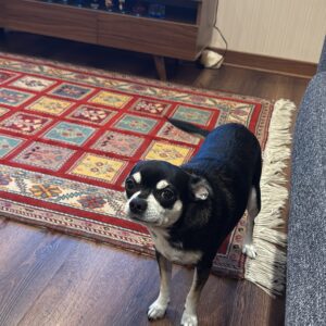 واگذاری یه سگ مهربون و دوستداشتنی