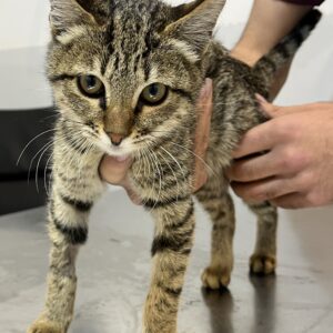 واگذاری گربه ماده دو ماه و نیمه dsh مهربون