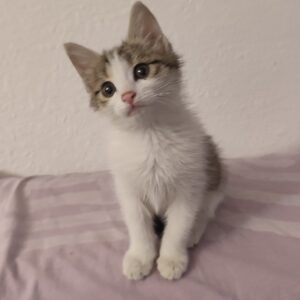 واگذاری بچه گربه