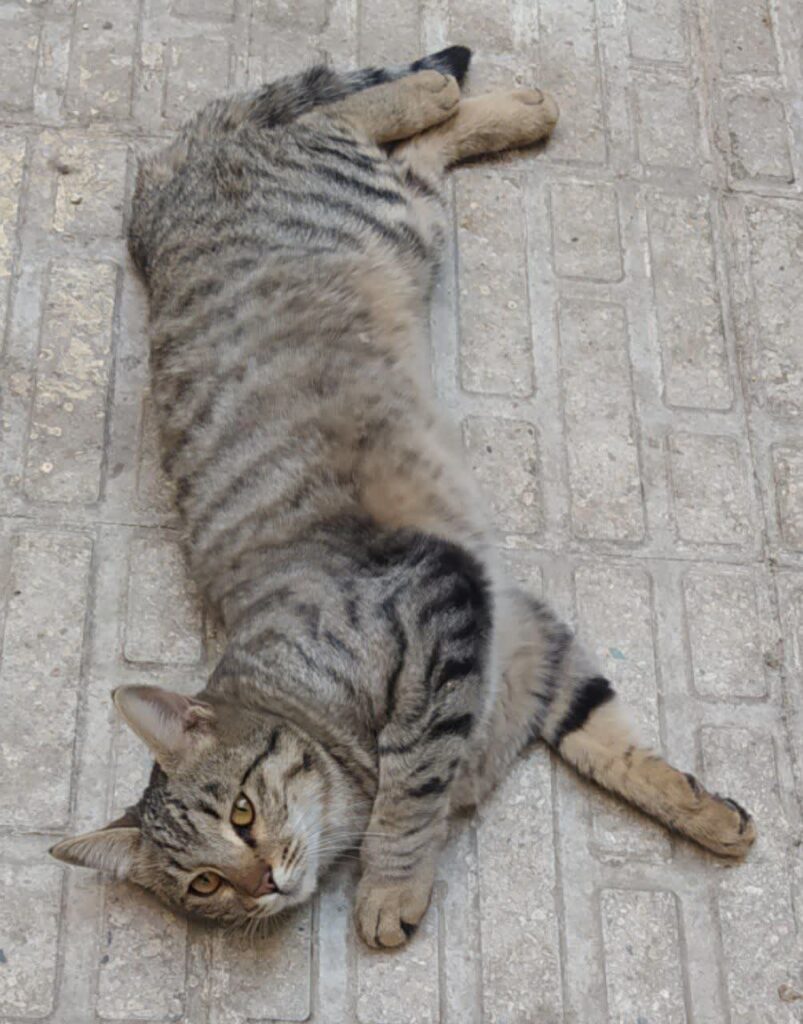 بچه گربه لوس و مهربون