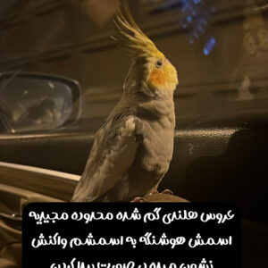 عروس هلندی گمشده