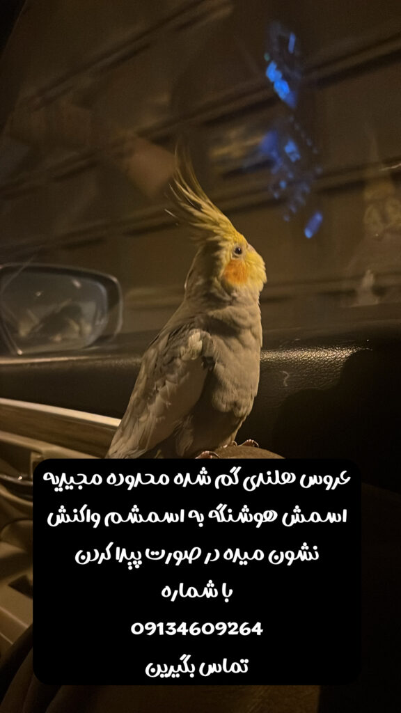 عروس هلندی گمشده