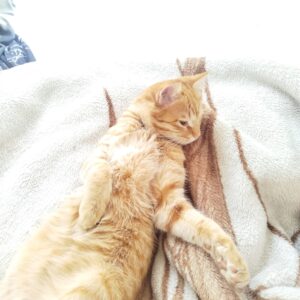 گربه بازیگوش واگذاری میشود