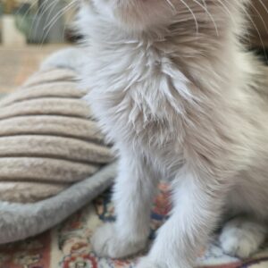 لئو پسر یک ماه و نیمه مو بلند فوق العاده مهربون😻