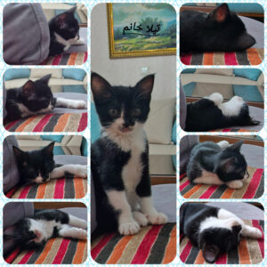 گربه تاکسیدو