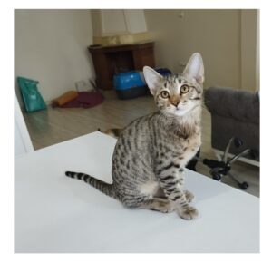 بچه گربه ۳ ماه ماده