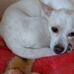 واگذاری جسی