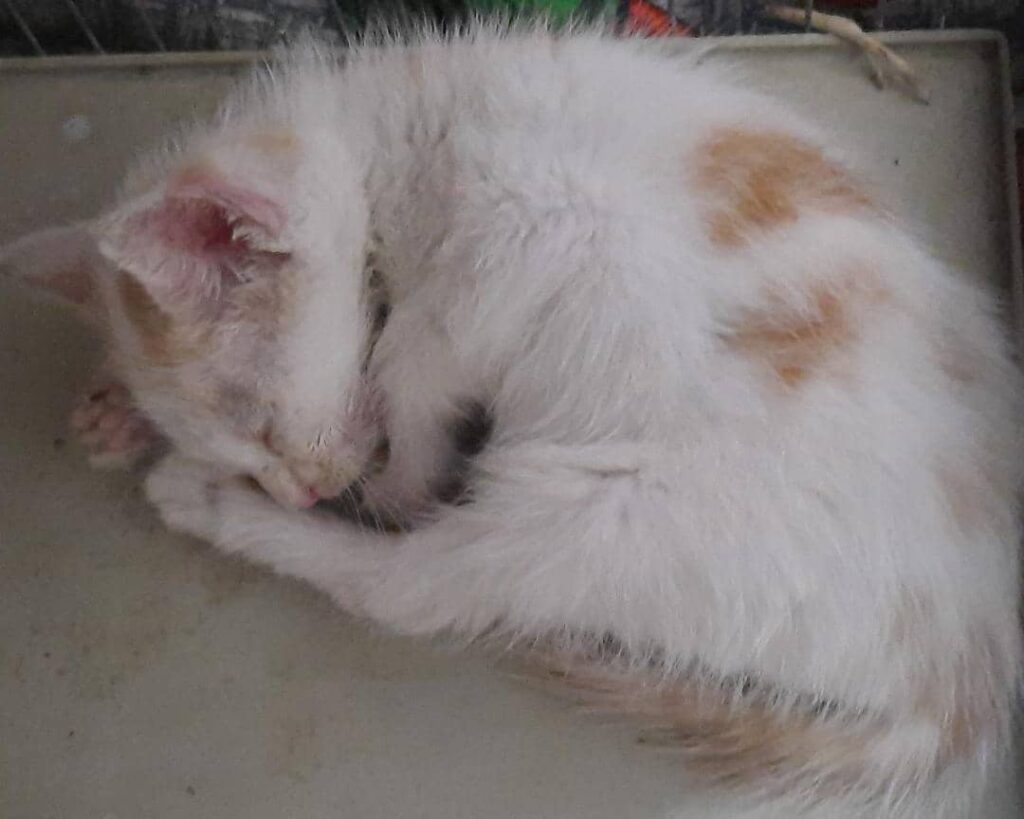 اهدایی گربه نر در فومن