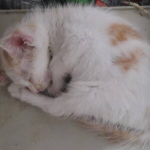 اهدایی گربه نر در فومن