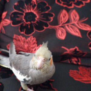 پرنده گمشده به نام میتو خیلی باهوش