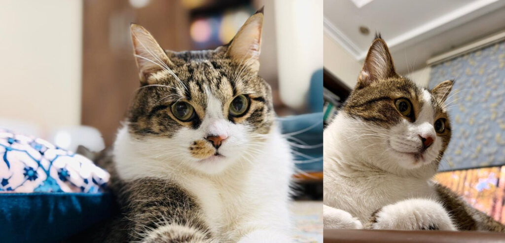 واگذاری سرپرستی 2تا گربه سالم عقیم و واکسینه شده، با وسایل کامل